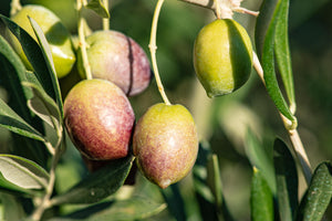 Regios, Spanish Extra Virgin Olive Oil Harvest 2023/24, Picual, Tierra Laguna family farm