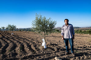 Regios, Spanish Extra Virgin Olive Oil Harvest 2023/24, Picual, Tierra Laguna family farm