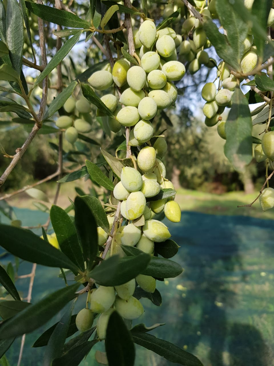 What to look for when Shopping for a premium, high quality Extra Virgin Olive Oil.