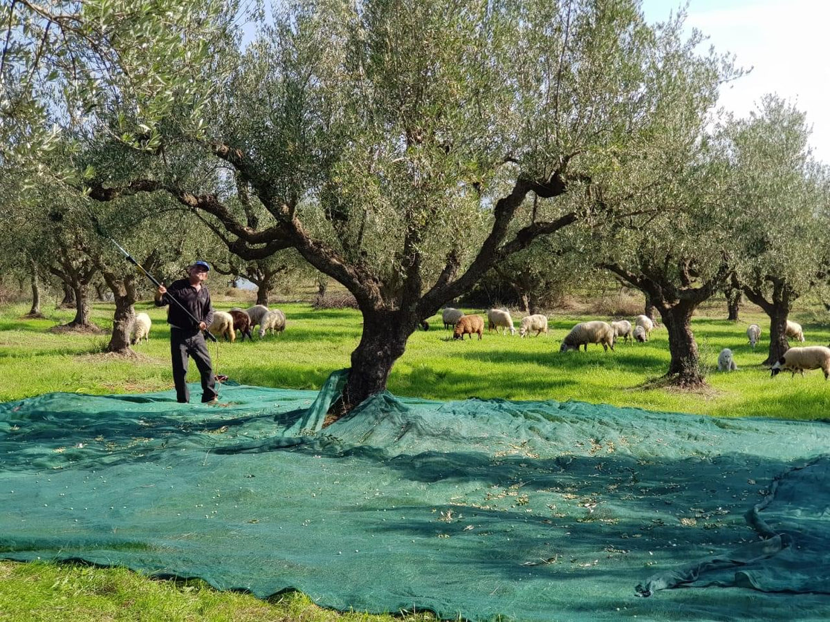 Makaria Terra — The Greek Olive Oil That Started With a Introduction in New York City