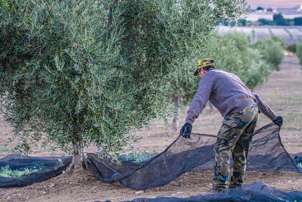 Regios, Spanish Extra Virgin Olive Oil Harvest 2021/22, Picual, Tierra Laguna family farm