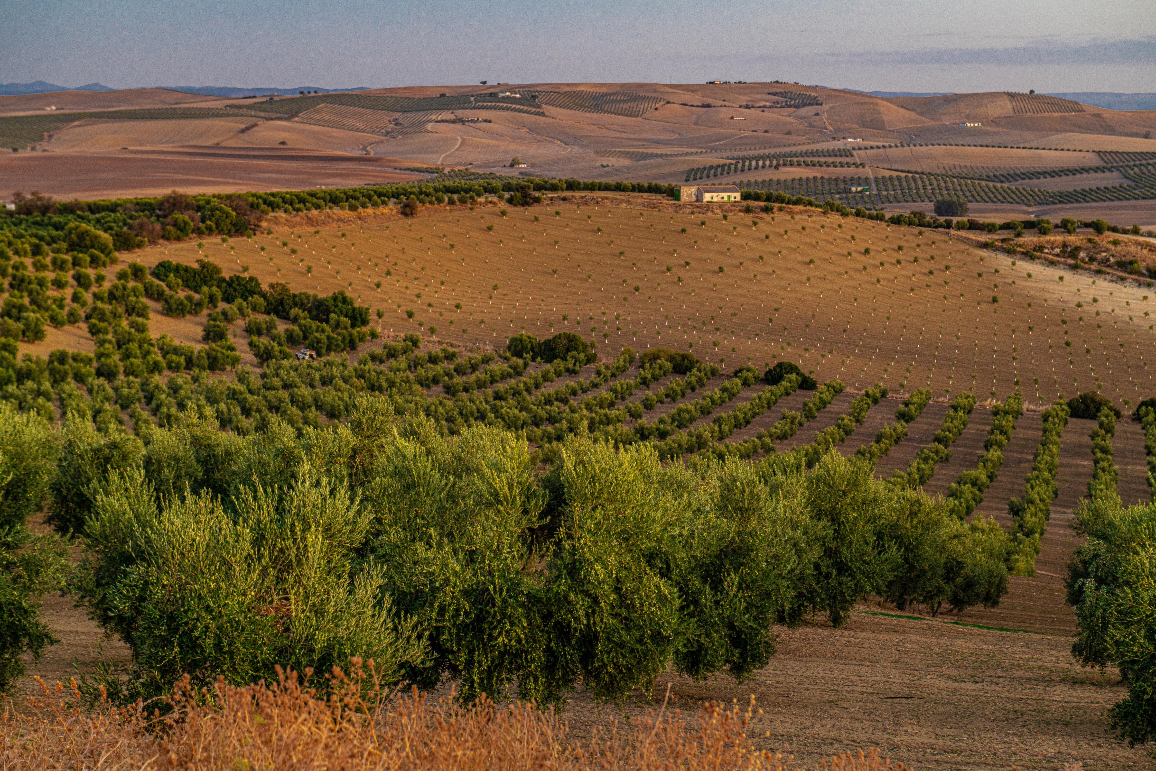 Regios Picual Extra Virgin Olive Oil – Harvest 2024/25, Tierra Laguna Family Farm, Andalucía Spain (500ml)